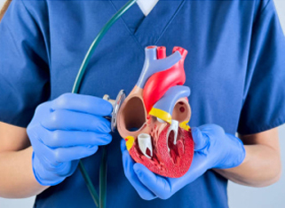 A medical professional wearing blue scrubs and gloves holds a detailed model of a human heart with a catheter attached