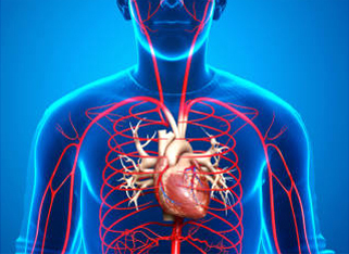 An illustration showing a human torso with highlighted heart and circulatory system