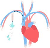Illustration of heart and blood vessels