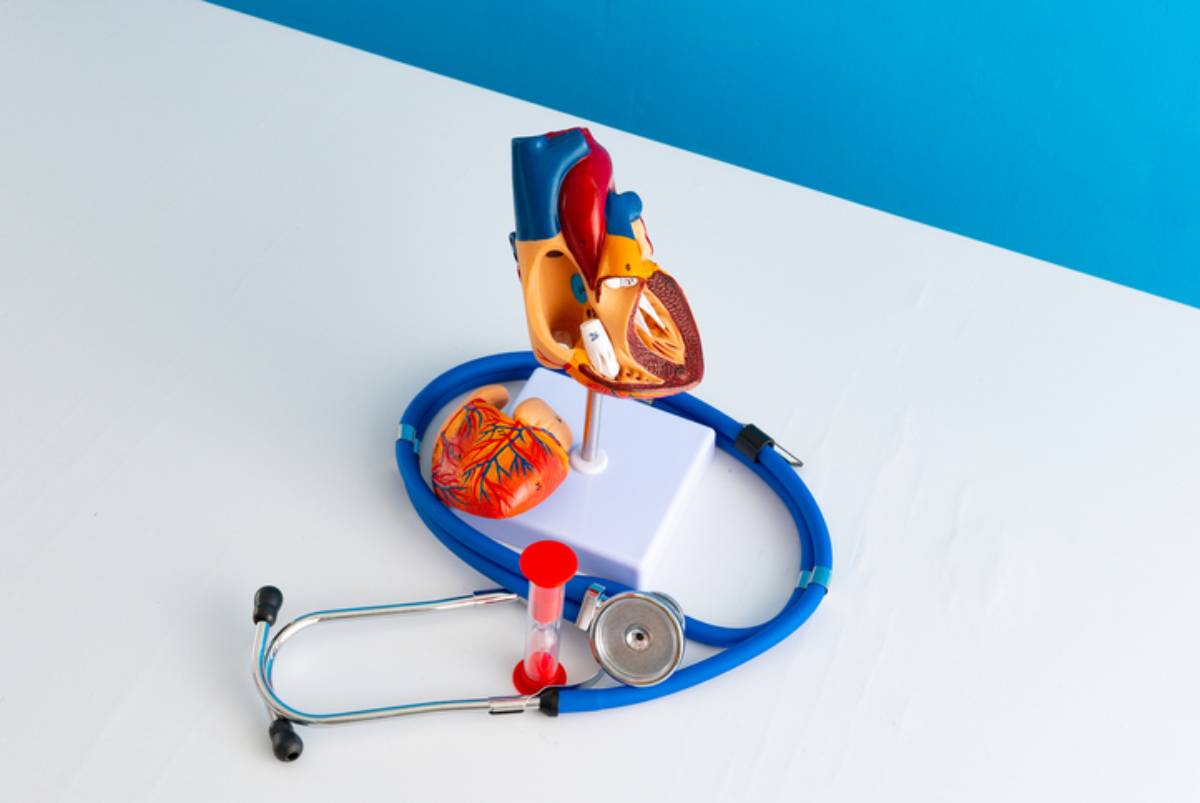 Healthcare and medical concept human heart.